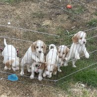 Cocker Spaniel (Working & Show) - Both