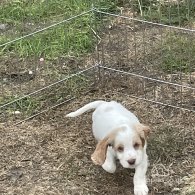 Cocker Spaniel (Working & Show) - Both