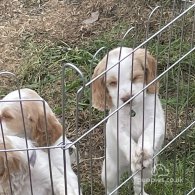 Cocker Spaniel (Working & Show) - Both