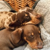 Dachshund (Standard & Miniature) - Both