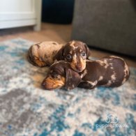 Dachshund (Standard & Miniature) - Both