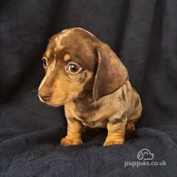 Dachshund (Standard & Miniature) - Both