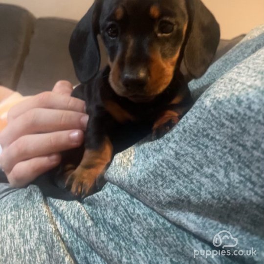 Dachshund (Standard & Miniature) - Both