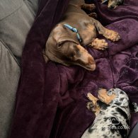 Dachshund (Standard & Miniature) - Both