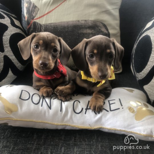 Dachshund (Standard & Miniature) - Bitches