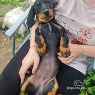 Dachshund (Standard & Miniature) - Both