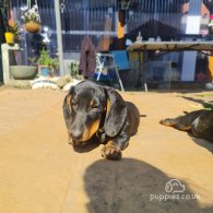 Dachshund (Standard & Miniature) - Both