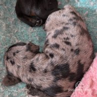 Dachshund (Standard & Miniature) - Both