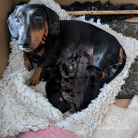 Dachshund (Standard & Miniature) - Both