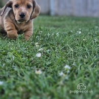 Dachshund (Standard & Miniature) - Both