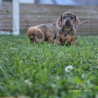 Dachshund (Standard & Miniature) - Both