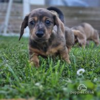 Dachshund (Standard & Miniature) - Both