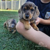 Dachshund (Standard & Miniature) - Both