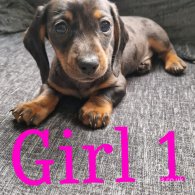 Dachshund (Standard & Miniature) - Bitches