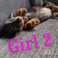 Dachshund (Standard & Miniature) - Bitches