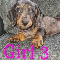 Dachshund (Standard & Miniature) - Bitches