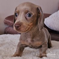 Dachshund (Standard & Miniature) - Both