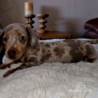 Dachshund (Standard & Miniature) - Both