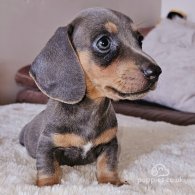 Dachshund (Standard & Miniature) - Both