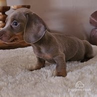 Dachshund (Standard & Miniature) - Both