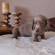 Dachshund (Standard & Miniature) - Both