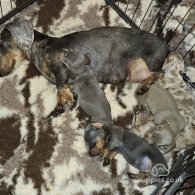 Dachshund (Standard & Miniature) - Both