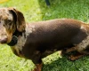 Dachshund (Smooth Haired)