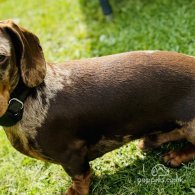 Dachshund (Standard & Miniature)