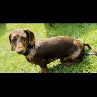 Dachshund (Standard &amp; Miniature)