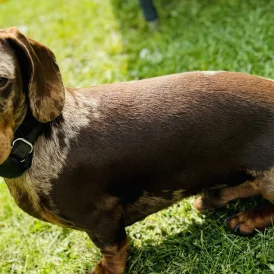 Dachshund (Standard &amp; Miniature)