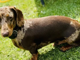 Dachshund (Smooth Haired)