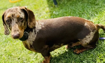 Dachshund (Smooth Haired)