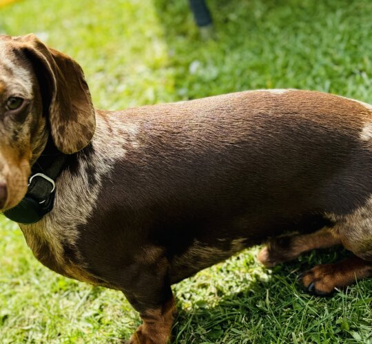 Dachshund (Standard &amp; Miniature)