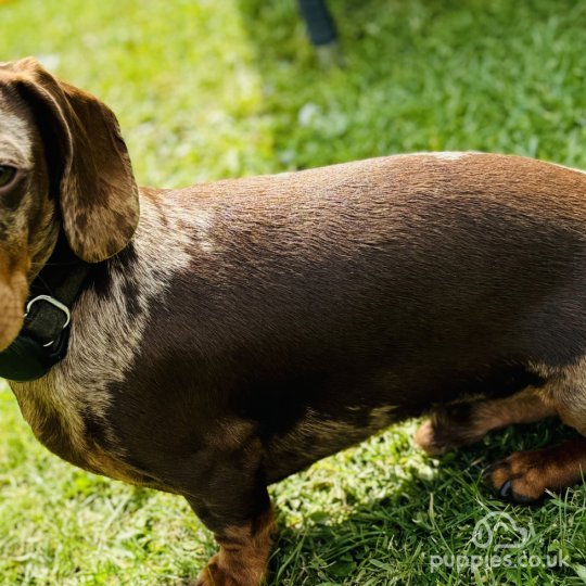 Dachshund (Standard & Miniature)