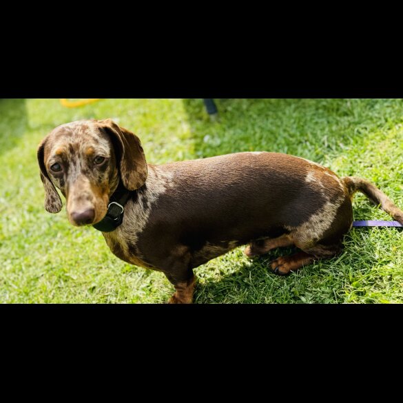 Dachshund (Standard &amp; Miniature)