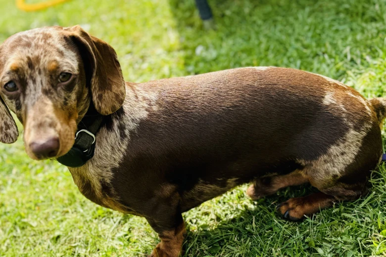 Dachshund (Smooth Haired)
