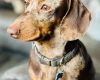 Dachshund (Smooth Haired)