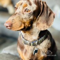 Dachshund (Standard & Miniature)