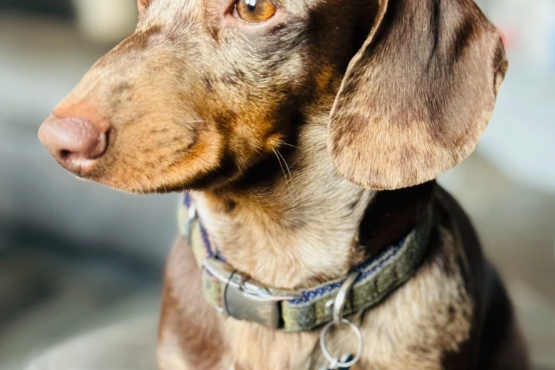 Dachshund (Smooth Haired)