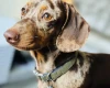 Dachshund (Smooth Haired)