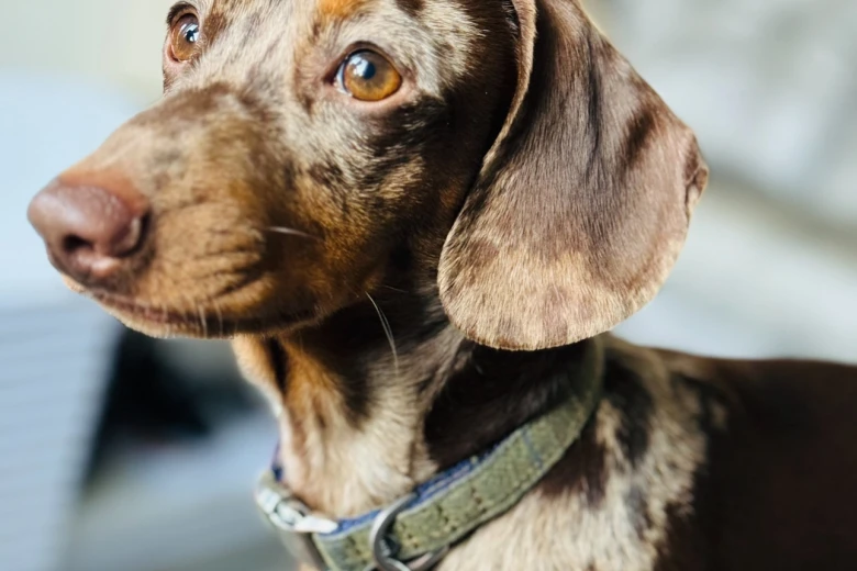 Dachshund (Smooth Haired)