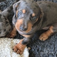 Dachshund (Standard & Miniature) - Both