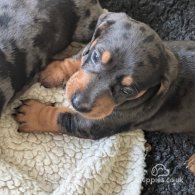 Dachshund (Standard & Miniature) - Both