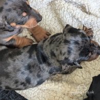 Dachshund (Standard & Miniature) - Both