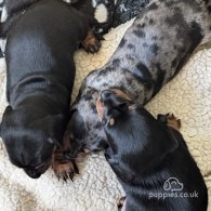 Dachshund (Standard & Miniature) - Both