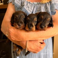 Dachshund (Standard & Miniature) - Dogs