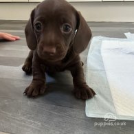 Dachshund (Standard & Miniature) - Both