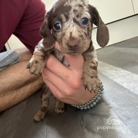 Dachshund (Standard & Miniature) - Both