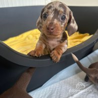 Dachshund (Standard & Miniature) - Both