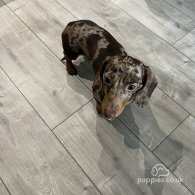 Dachshund (Standard & Miniature) - Both